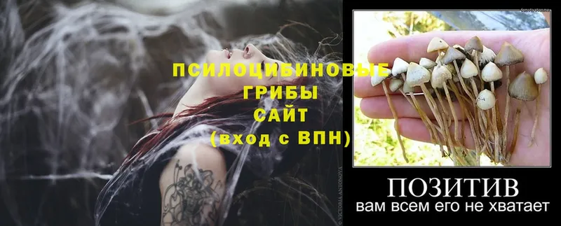 Галлюциногенные грибы GOLDEN TEACHER  купить   Белая Калитва 